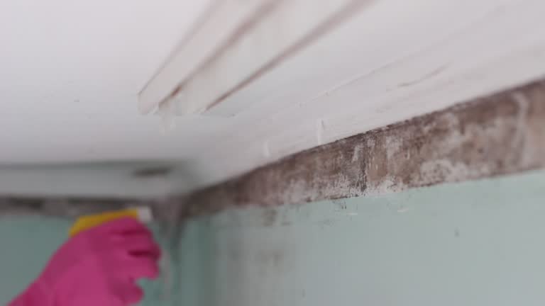 Mold Documentation for Insurance Claims in Brookhaven, PA